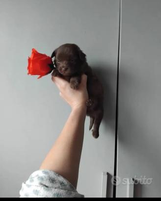 Cucciolo Maltipoo mini toy da borsetta