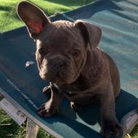 Cucciolo bulldog francese, maschio blu