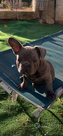 Cucciolo bulldog francese, maschio blu