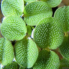 Salvinia Minima (pianta acquatica)