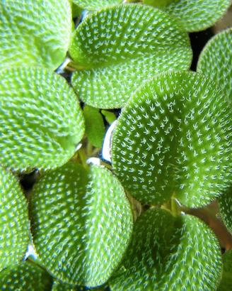 Salvinia Minima (pianta acquatica)