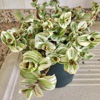 TRADESCANTIA CERINTHOIDES