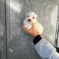 Maltipoo mini toy femmina
