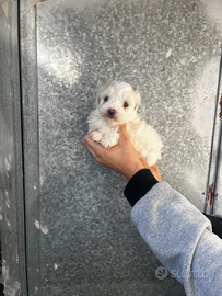 Maltipoo mini toy femmina