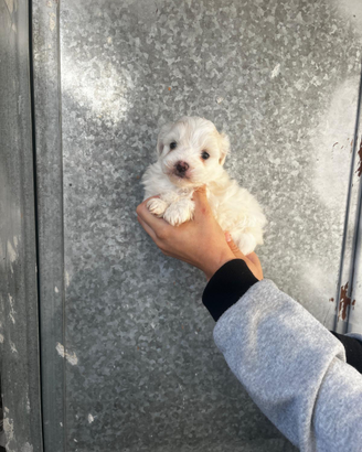 Maltipoo mini toy femmina