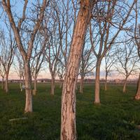 Alberi di noce
