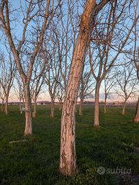 Alberi di noce