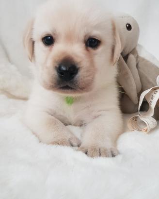 Cuccioli di labrador Retriever