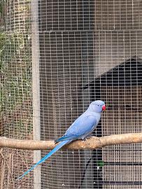 Parrocchetto dal collare