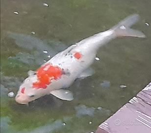 Carpa koi