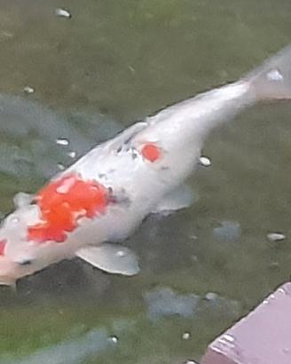 Carpa koi
