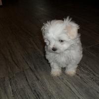 Maltese mini zampa corta cuccioli