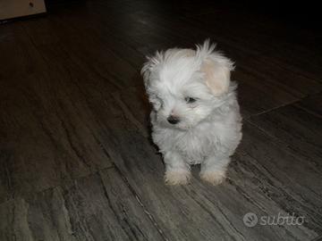 Maltese mini zampa corta cuccioli