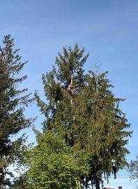 Abbattimento alberi/Giardinaggio