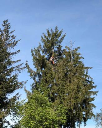 Abbattimento alberi/Giardinaggio