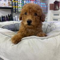 Cuccioli di barboncini albicocca toy