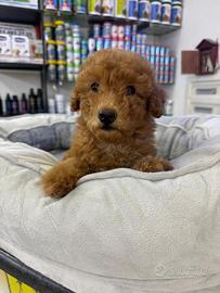 Cuccioli di barboncini albicocca toy