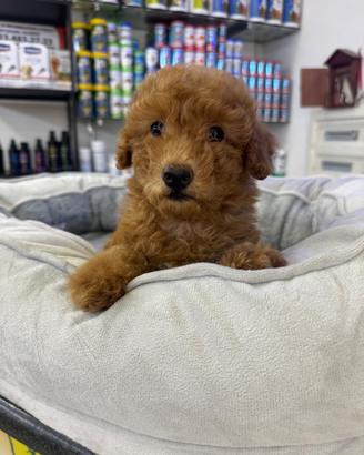 Cuccioli di barboncini albicocca toy