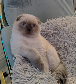 Scottish fold e straght