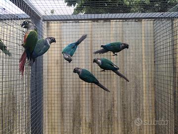 Pappagalli coppie e singoli varie specie ADULTI