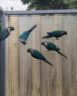 Pappagalli coppie e singoli varie specie ADULTI