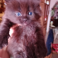 Gattini 40 giorni norvegese incrocio siberiano