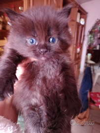 Gattini 40 giorni norvegese incrocio siberiano