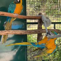 Ara Ararauna giallo blu coppia