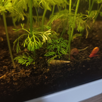 Lumaca Melanoides tuberculata, nota anche come lum