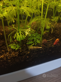 Lumaca Melanoides tuberculata, nota anche come lum