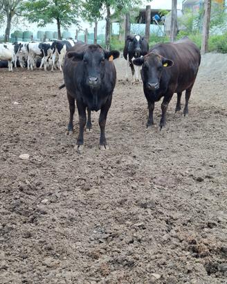 Embrioni wagyu fullblood