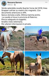 Cavalla Quarter Horse