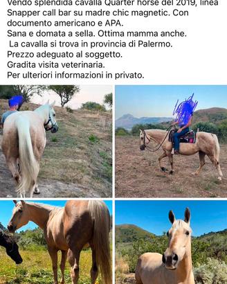 Cavalla Quarter Horse