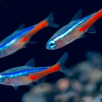 Pesce neon