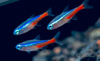 Pesce neon