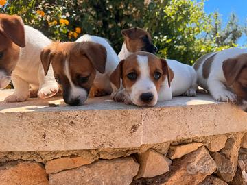 Cuccioli Jack Russell Terrier pelo corto