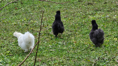 Gallina da compagnia Moroseta