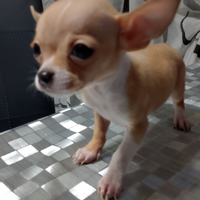 Chihuahua