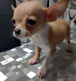 Chihuahua