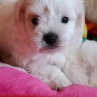 Maltese