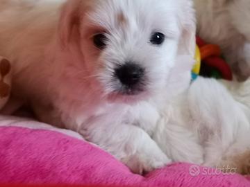 Maltese