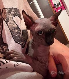 Coppia di gatti sphynx