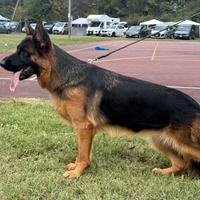 Femmina pastore tedesco