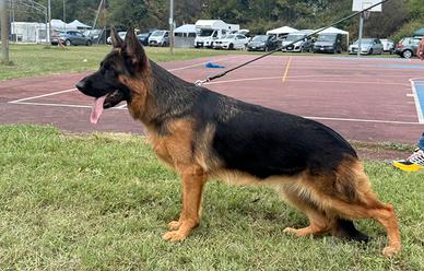 Femmina pastore tedesco