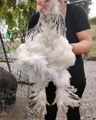 Galline ornamentali