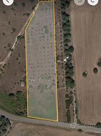 Castel del monte terreno agric vigneto mandorleto