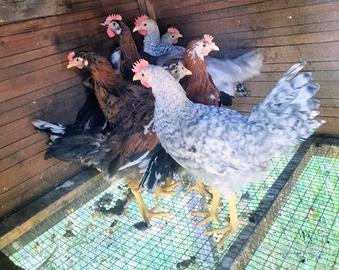Gallo grunlegher (uovo azzurro)