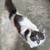 Gattino maschio giovanissimo