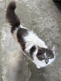 Gattino maschio giovanissimo