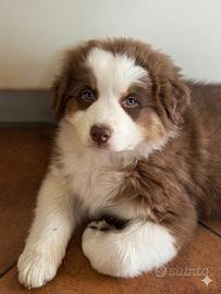 Pastore australiano Australian Shepherd MASCHIO